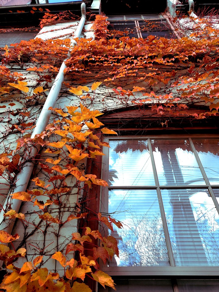 Window