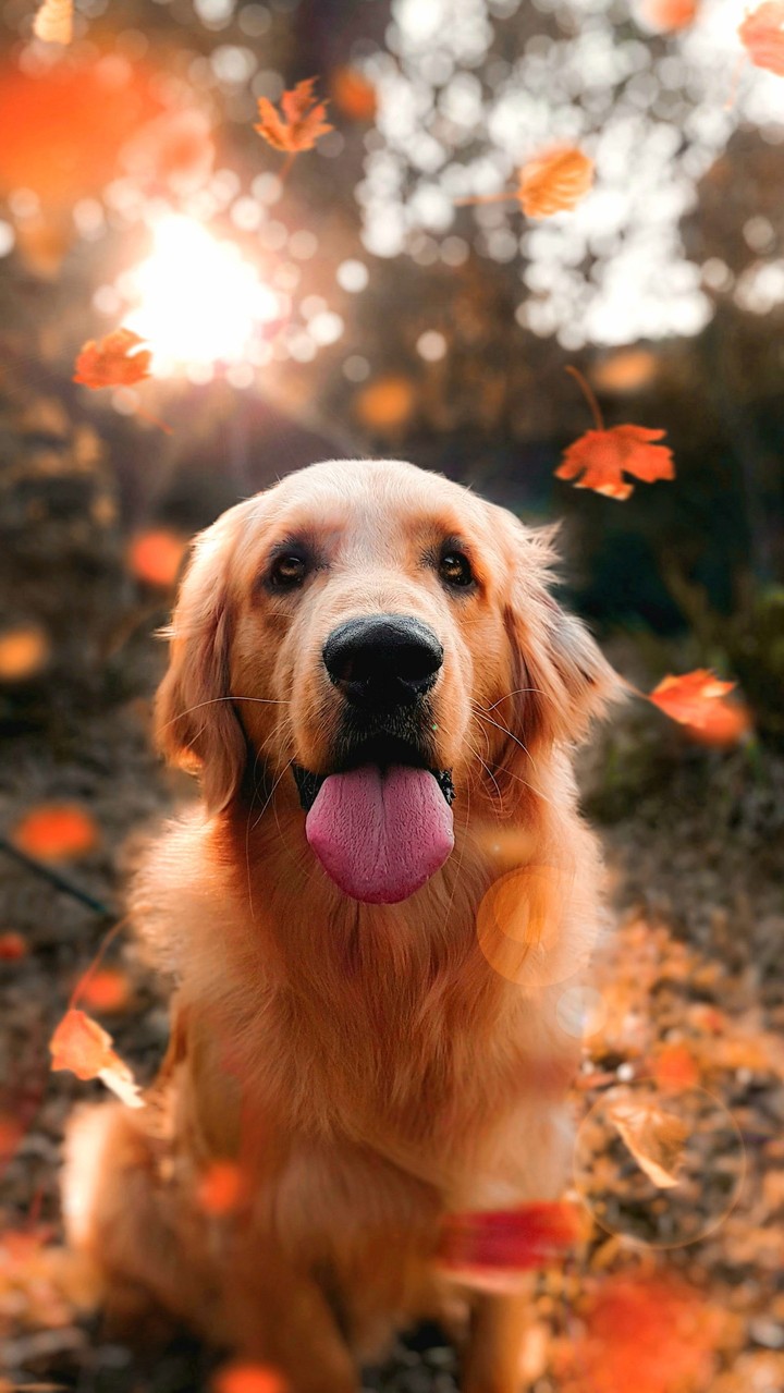Dogs ❤♥️