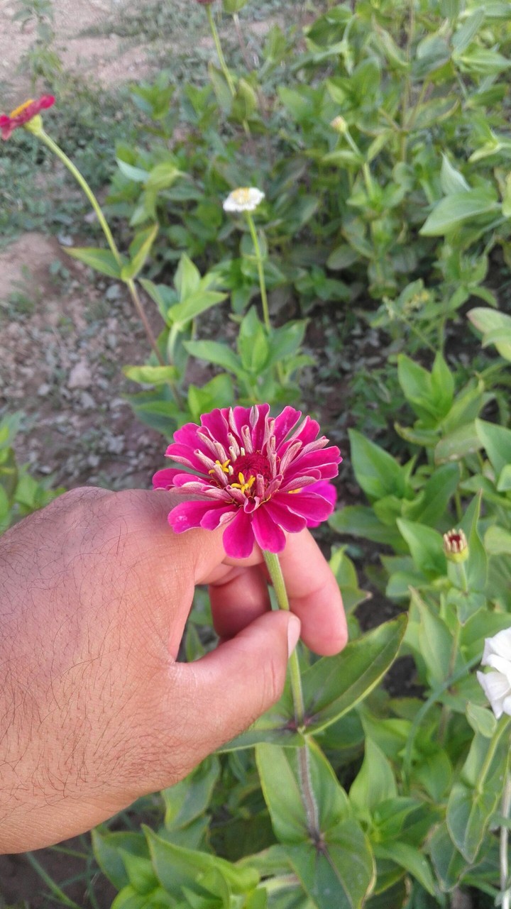 firat beritan