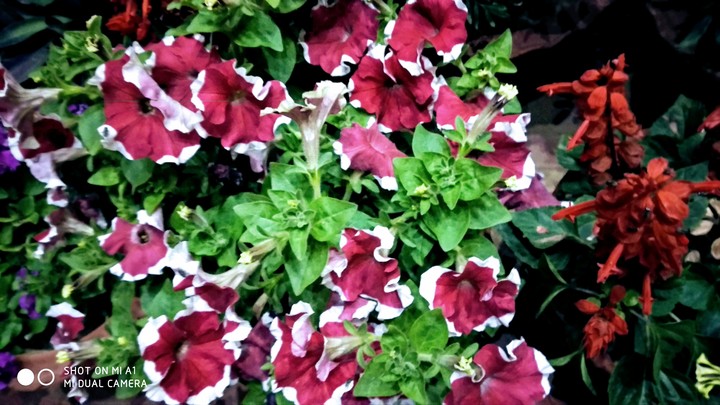 pots and plants