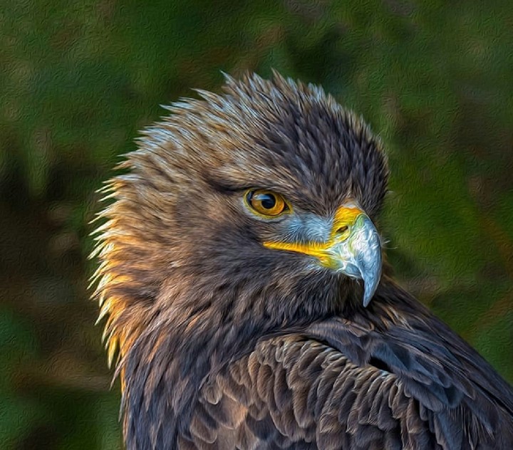 Eagle