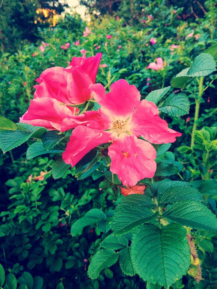 Dogrose