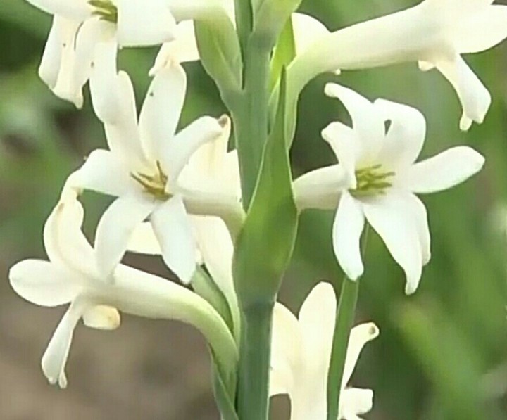 rajanigandha flowers