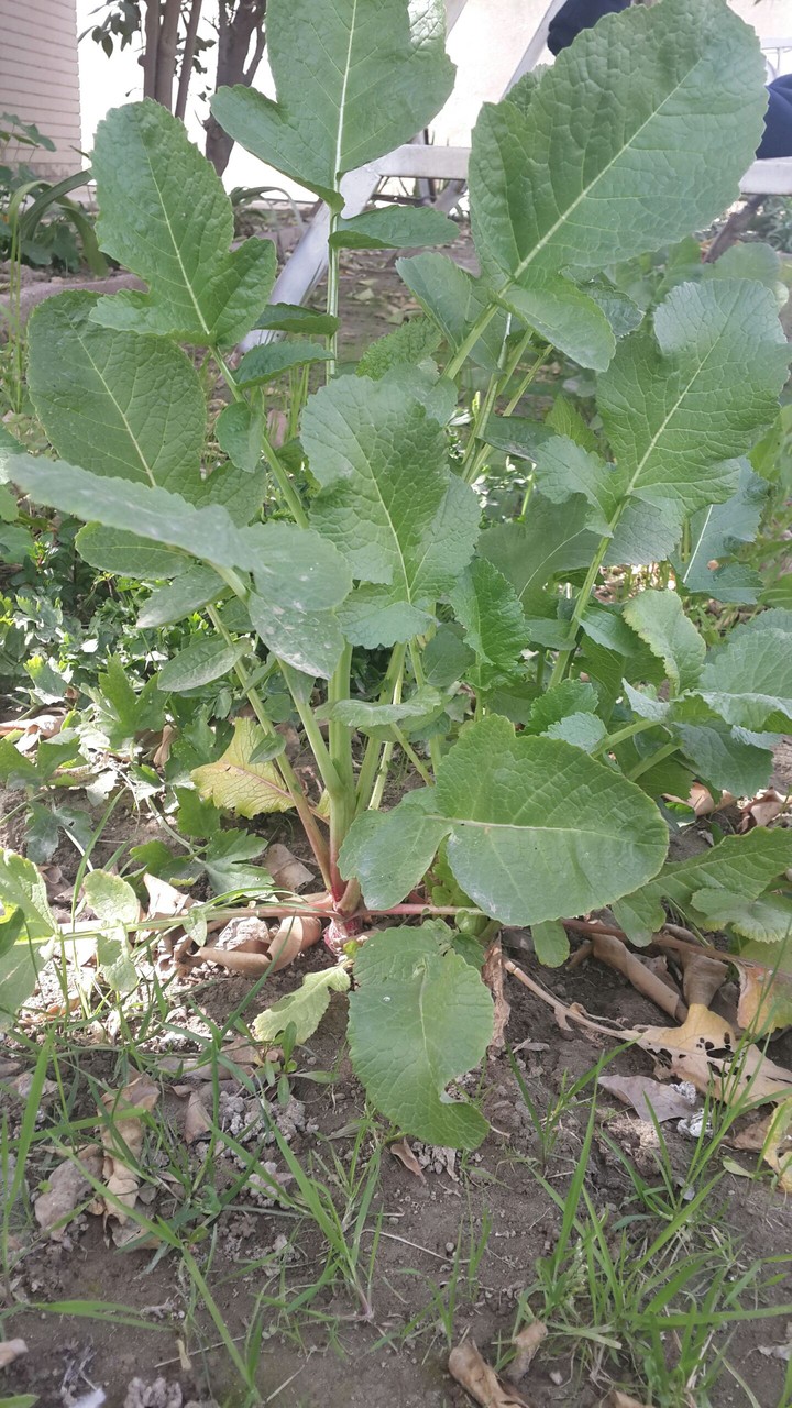 radish