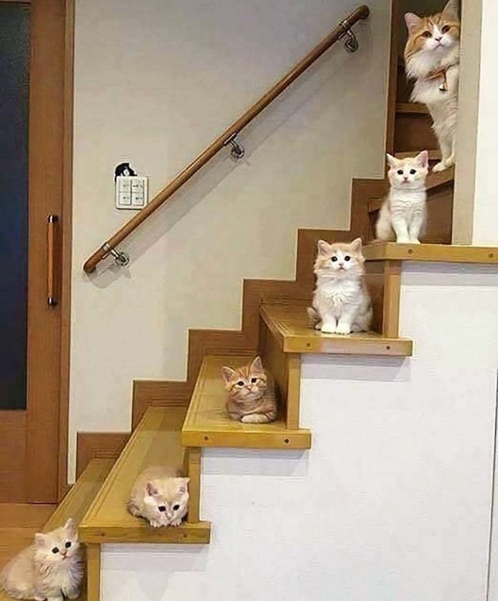 kitty
