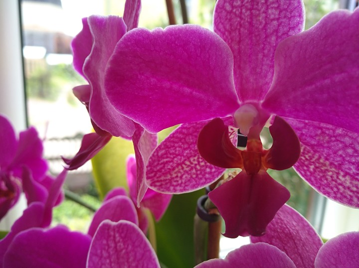 Pink flower