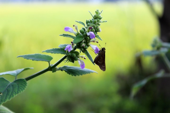 nature