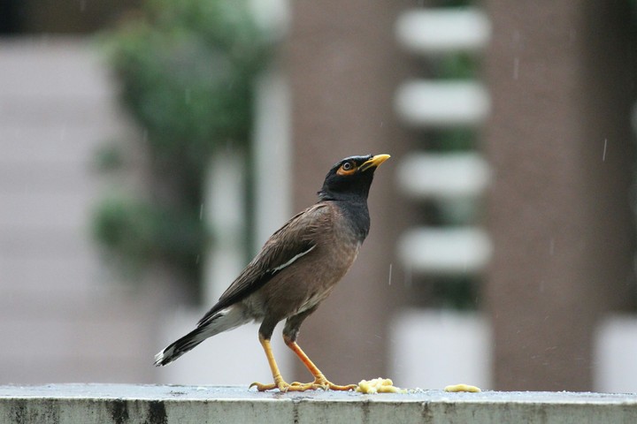 Bird :)