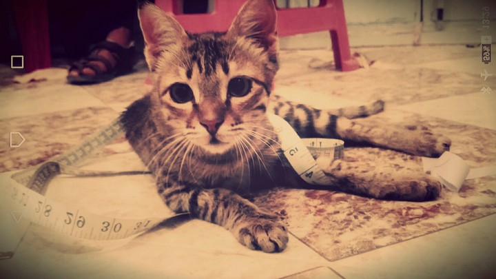 cat.....sew✂