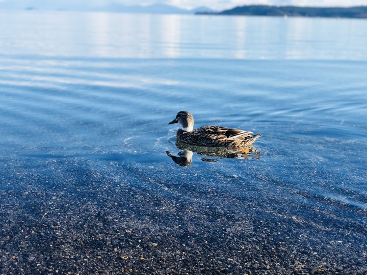 Duck