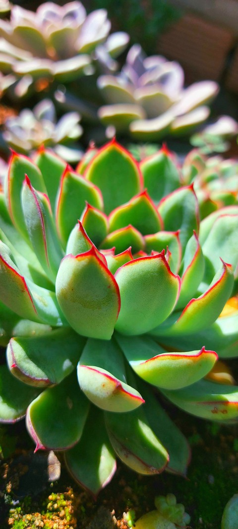 love succulents