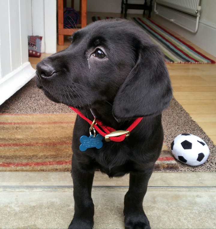 puppy dog