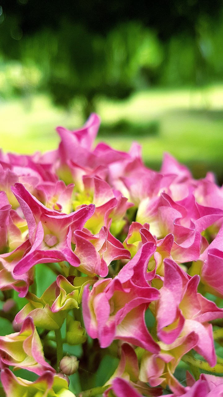 fleurs