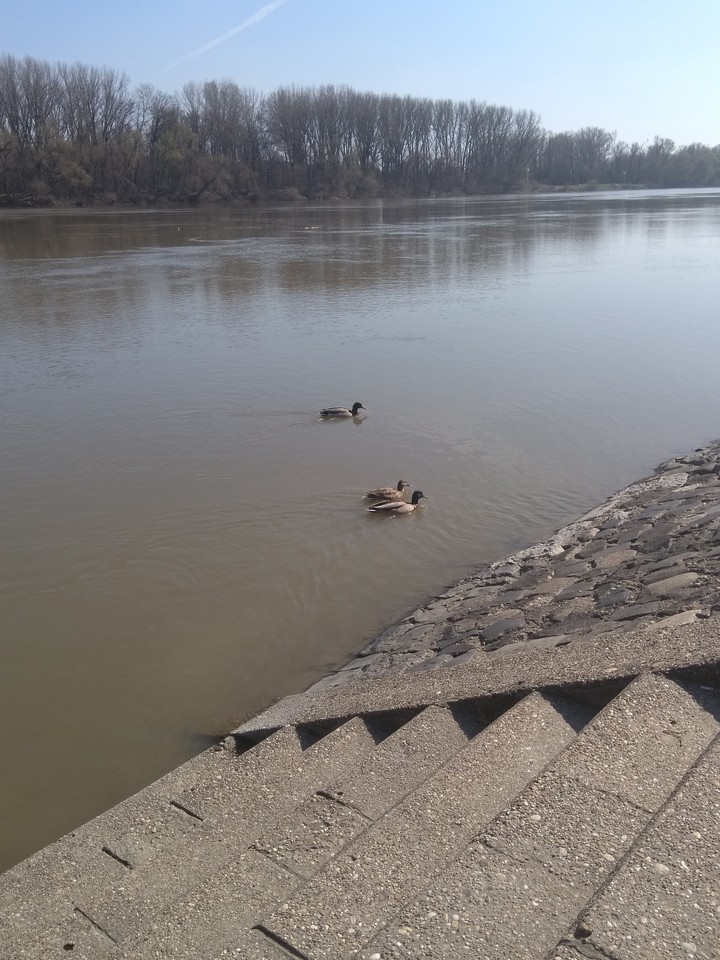 Tisza