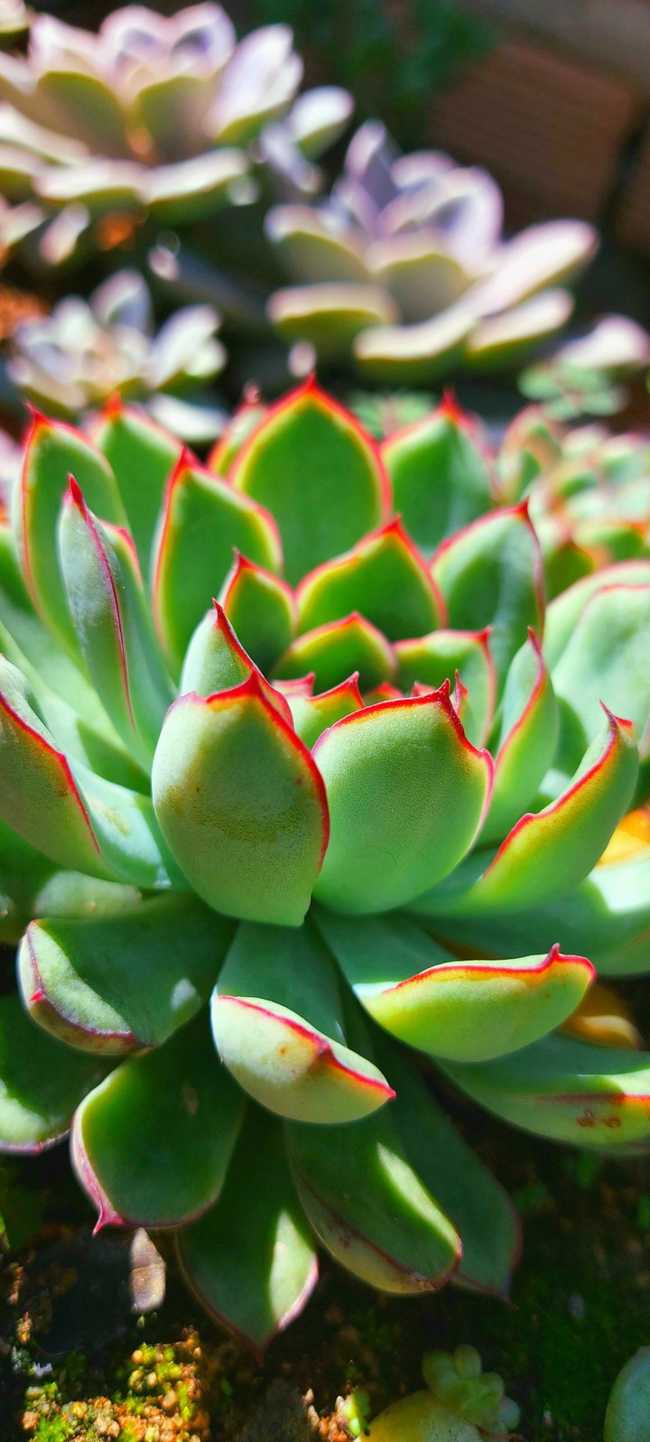 love succulents