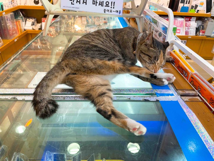 양이
