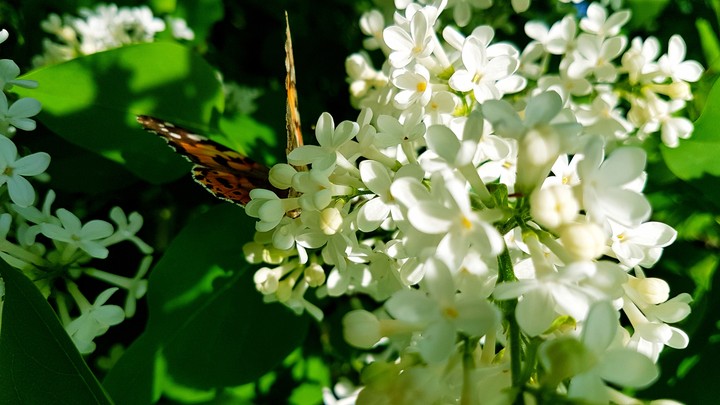 Butterfly