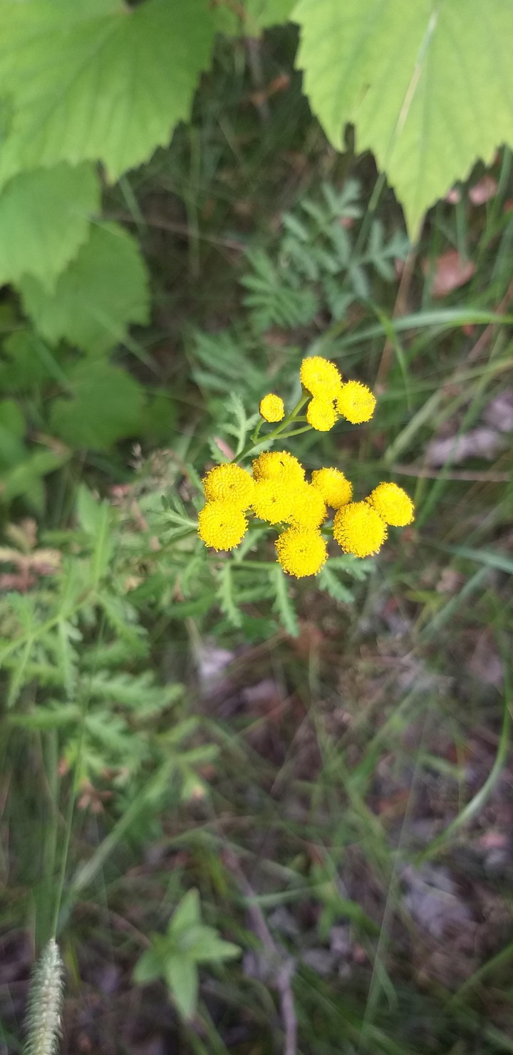 Tanacetum/ Пижмо