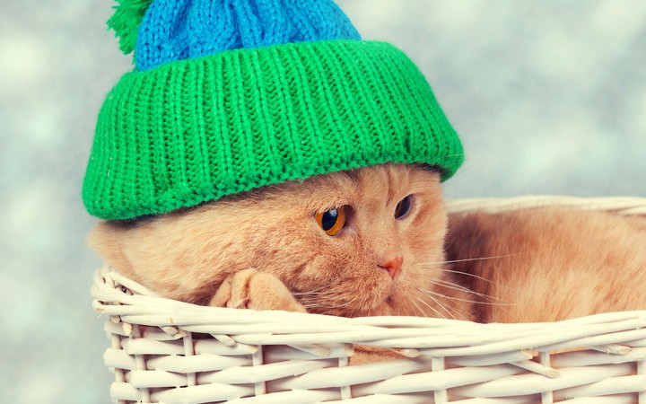 cat