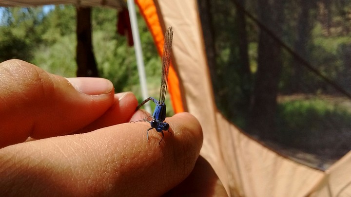 Blue Dragonfly