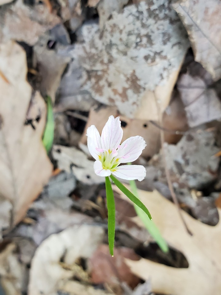 white flower
