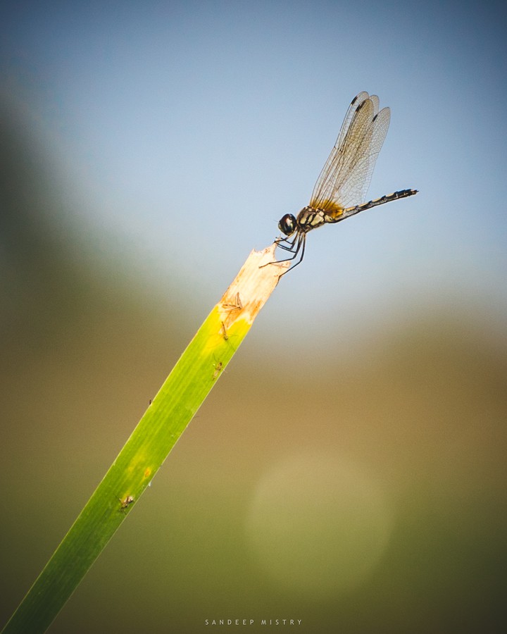 Dragonfly