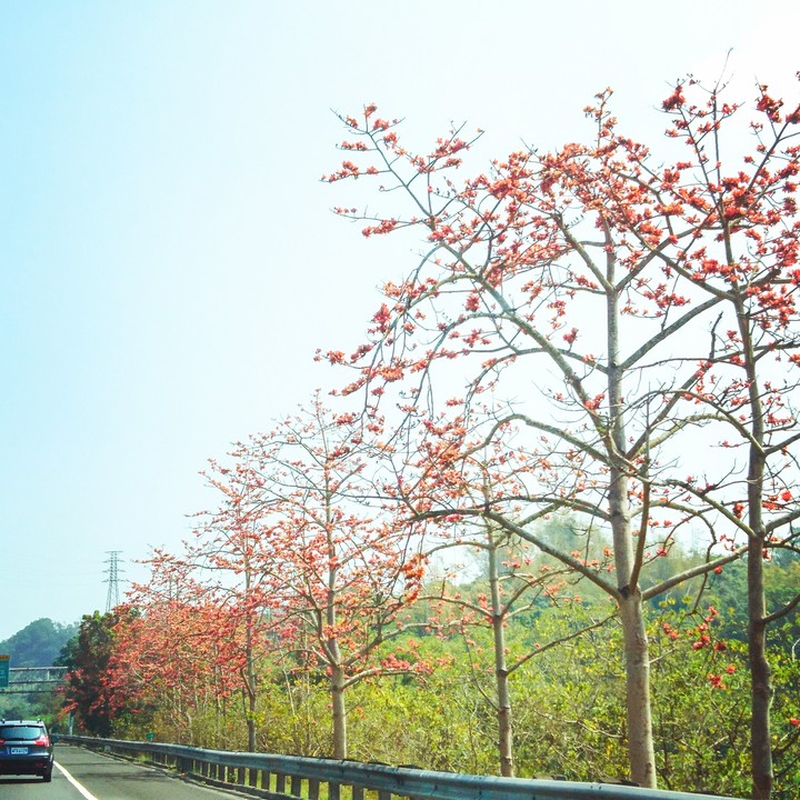 木棉花