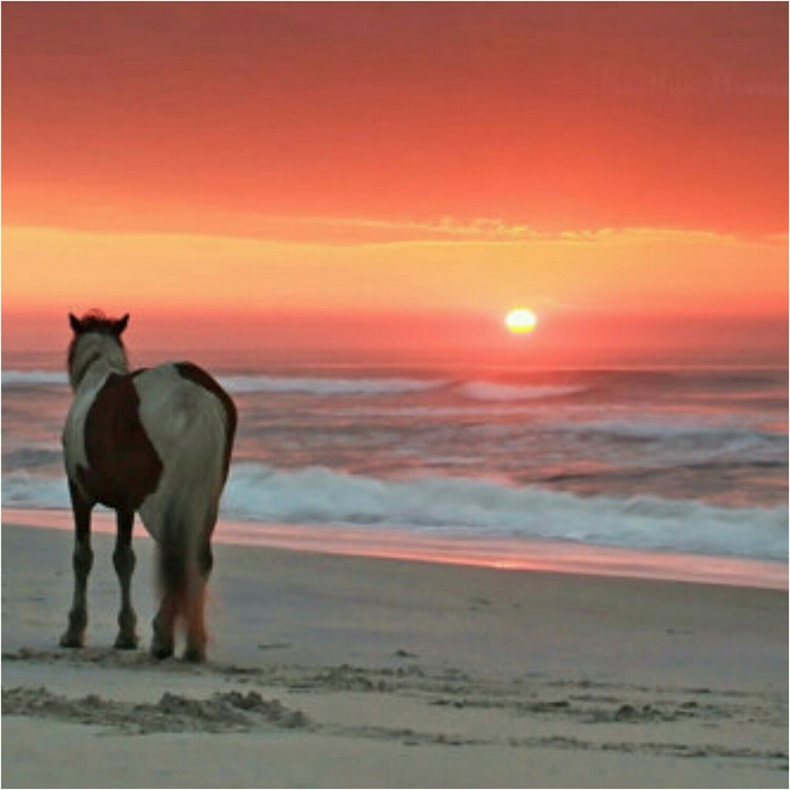 one hourse at the beach