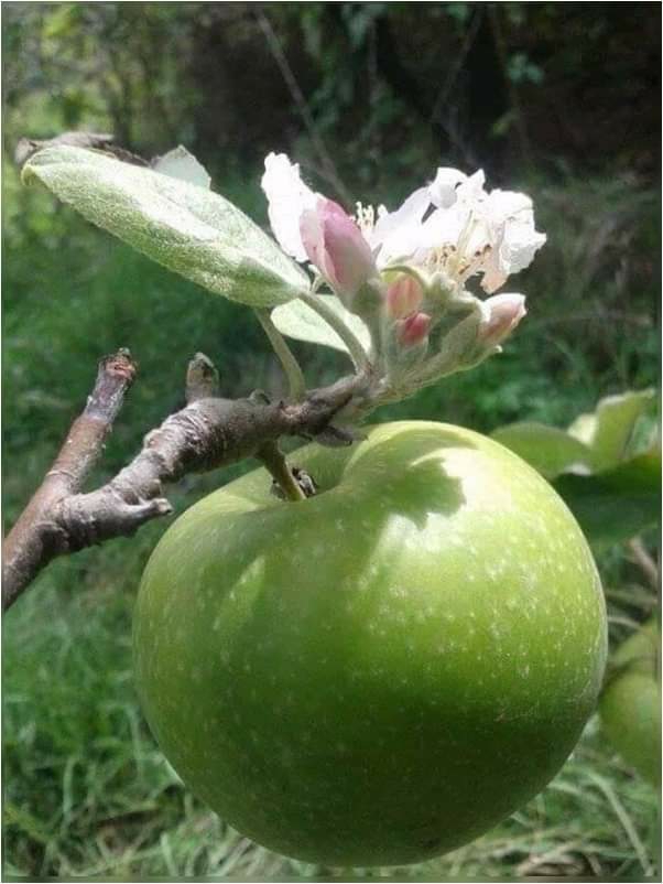 Apple with flower