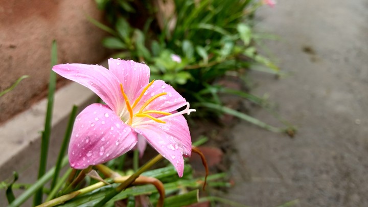 Drop's on flower...