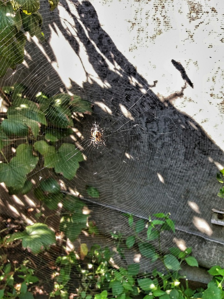 spider