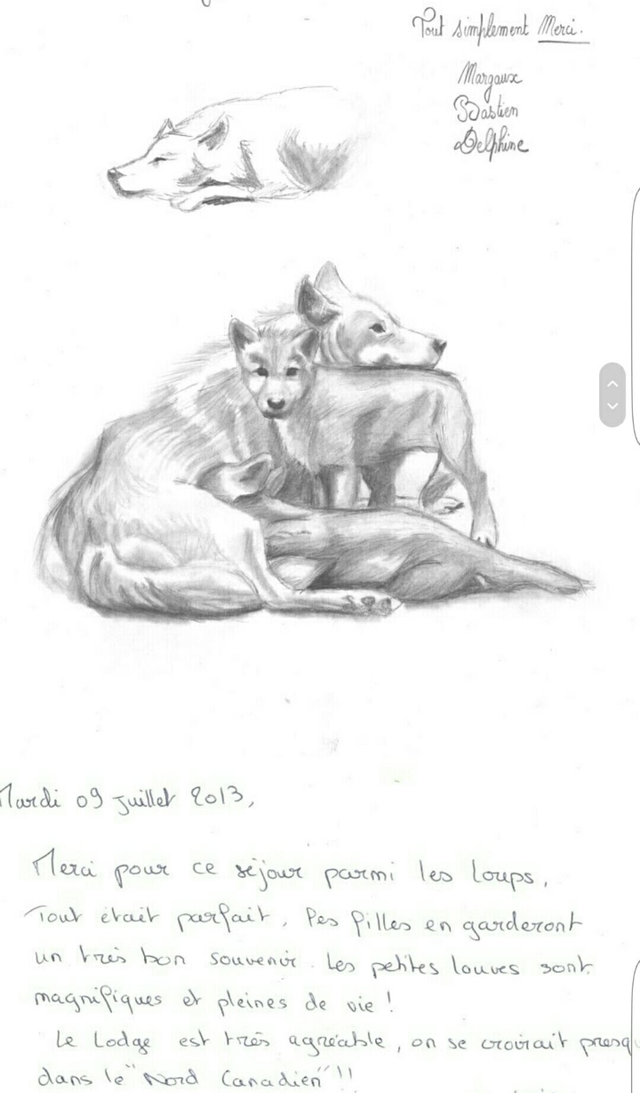 wolf