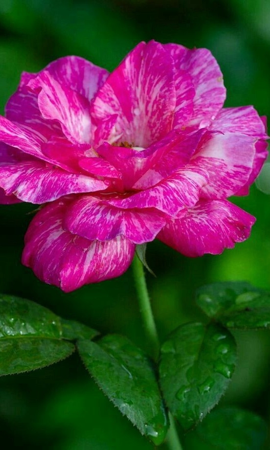 Jr