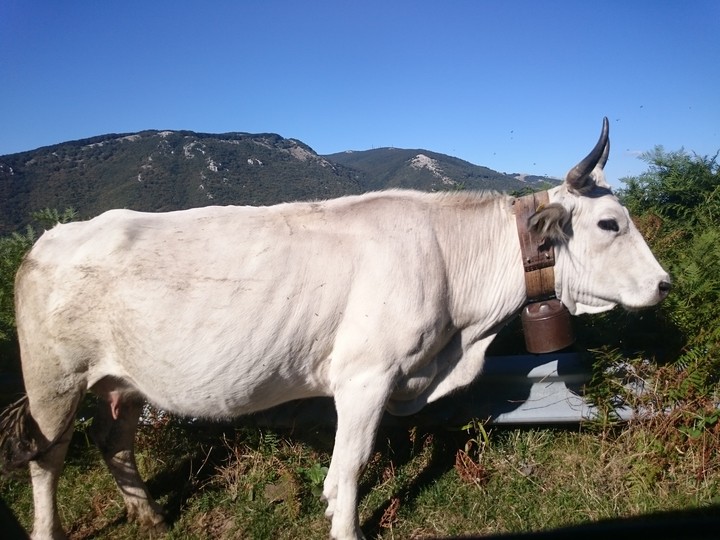 Mucca selvaggia