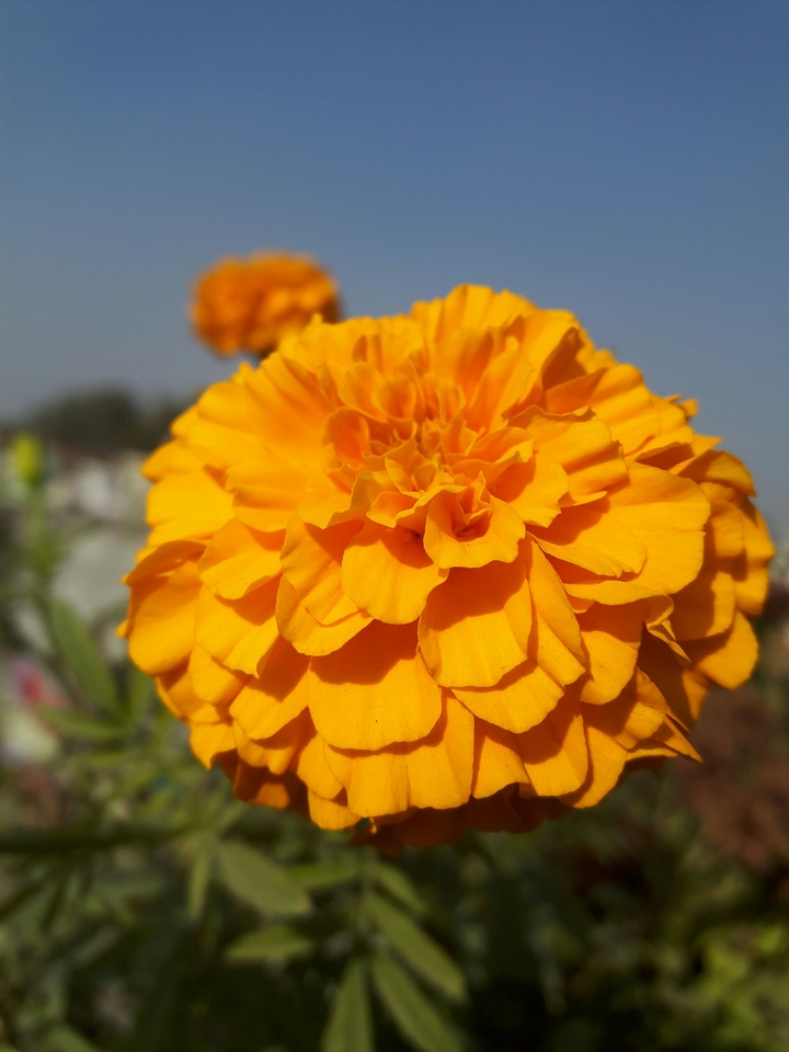 nature beauty