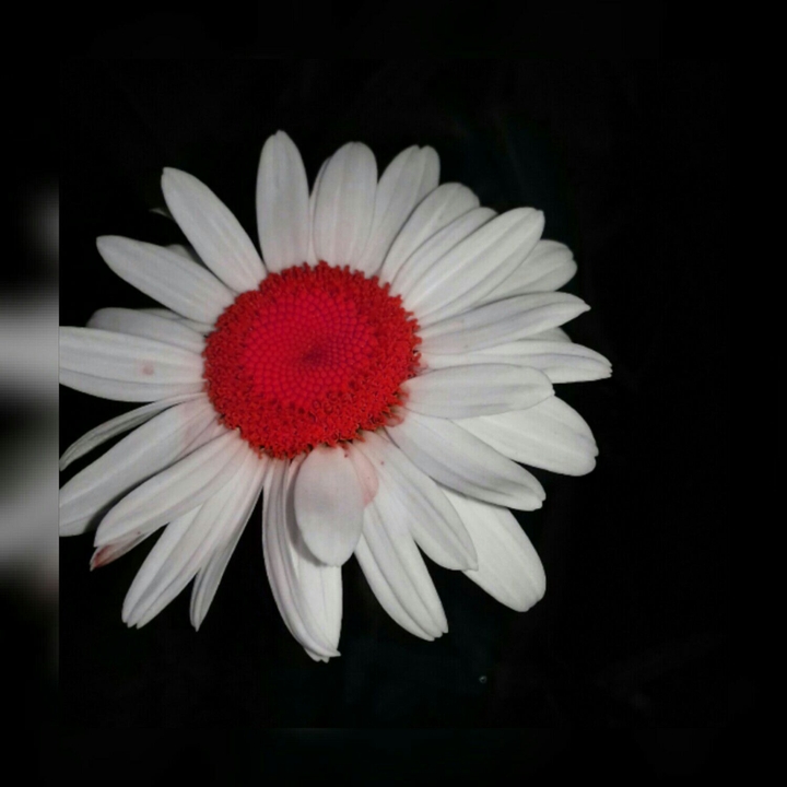 flovers