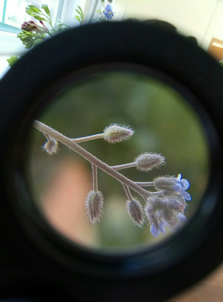 Forget-me-not