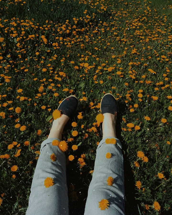Dandelion