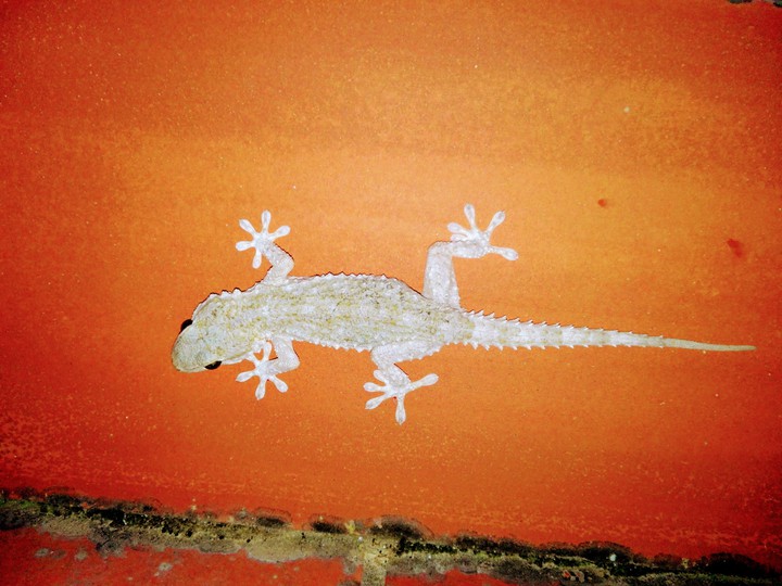 Hemidactylus mabouia

gecko casero tropical africano