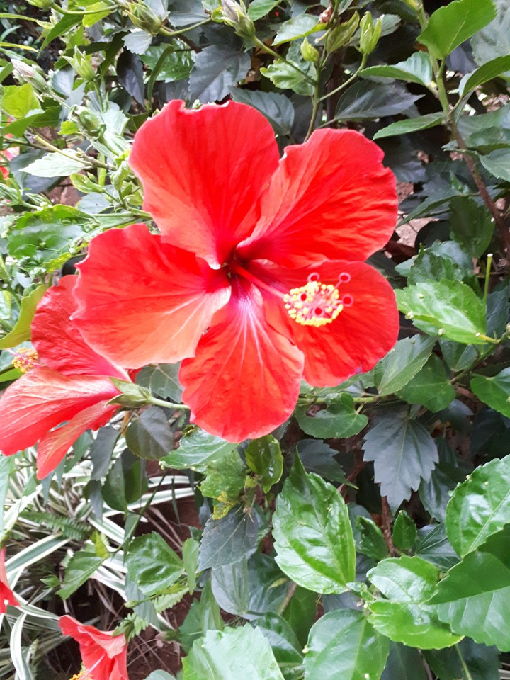 From the garden