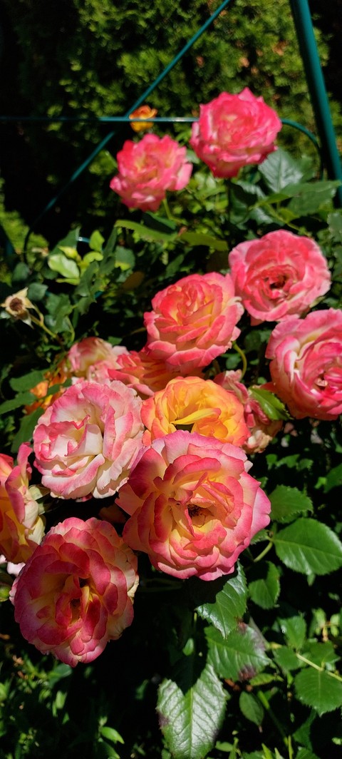 fonds d'écran botany, petal