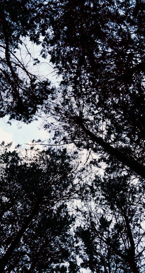 Forest Trees