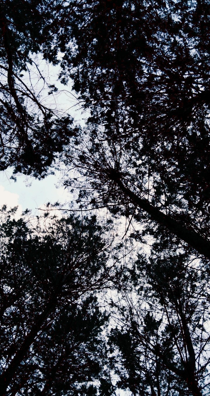Forest Trees
