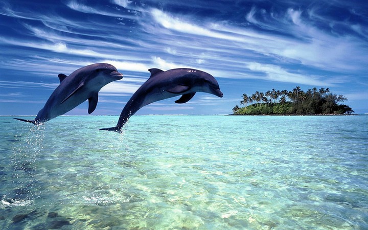 dolphins