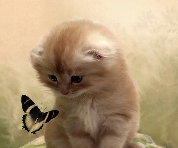 cat kute
