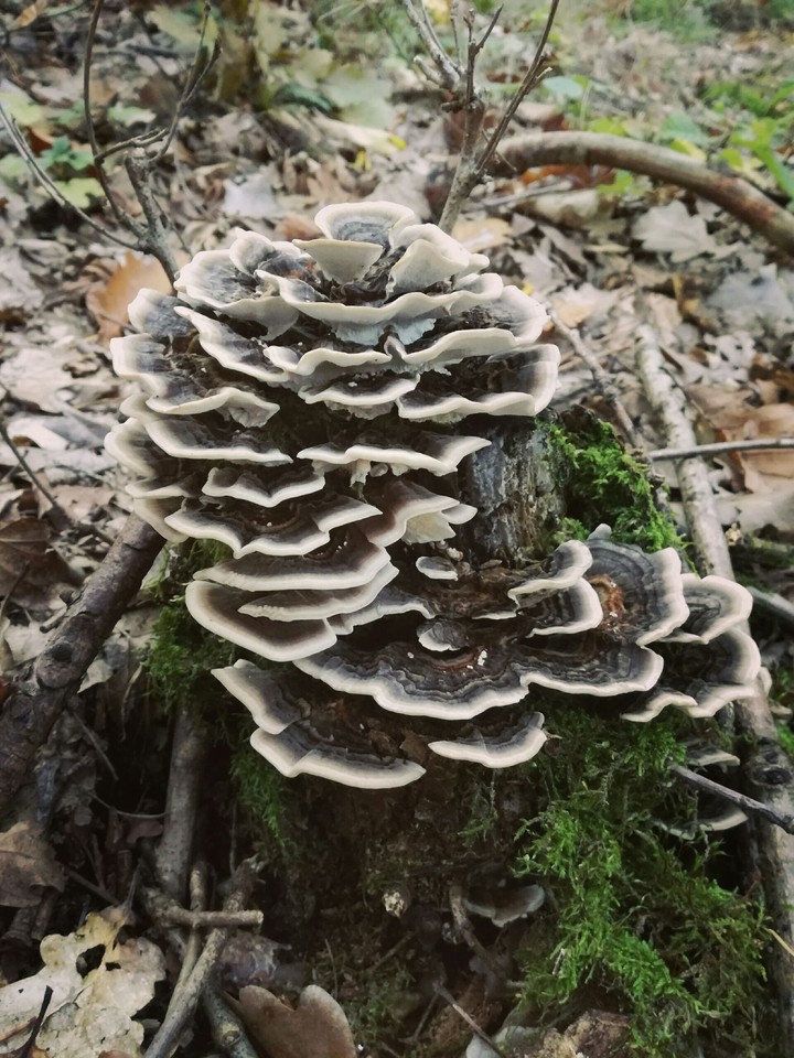mushroom