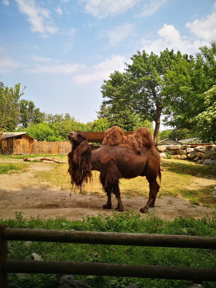 camel
