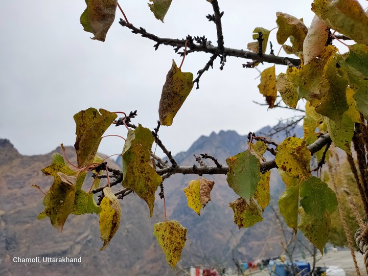 dull leaves