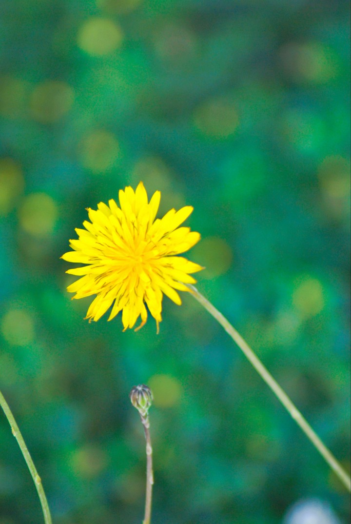 flower -my click-
