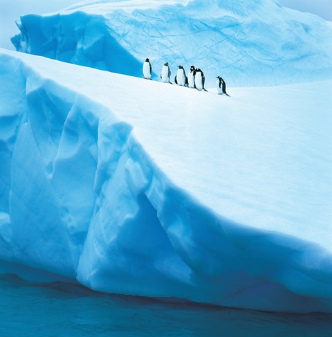 Penguins on Glacier